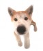 Akita.jpg