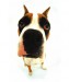 boxer 1.jpg
