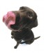 B[1]. labrador 2.jpg